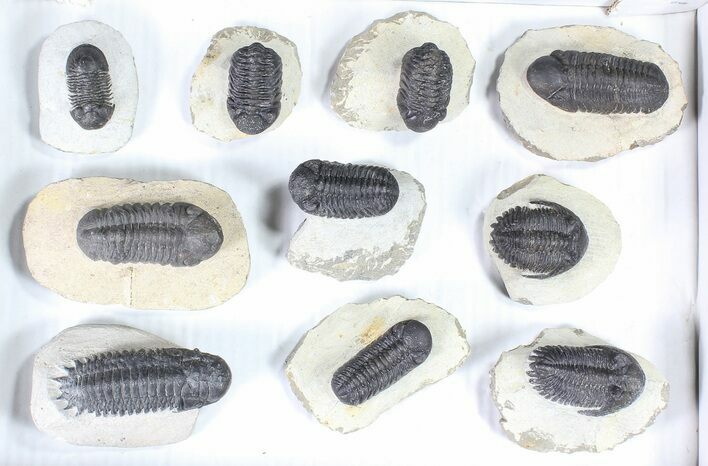 Lot: Assorted Devonian Trilobites - Pieces #80734